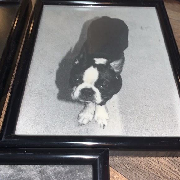 Set of 3 Professionally Framed Boston Terrier Gallery Wall Prints Vintage Photos - Picture 4 of 17